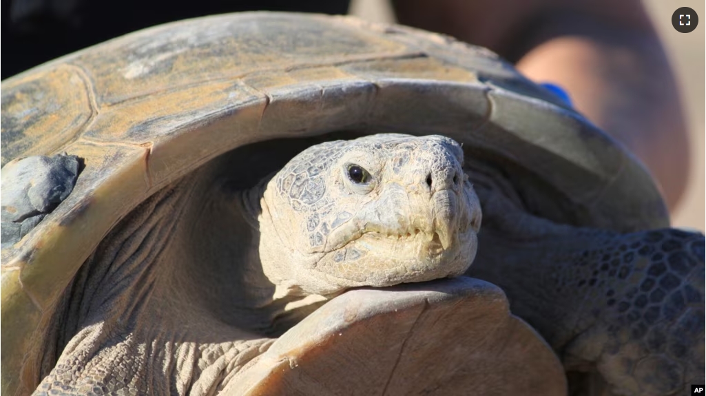 FILE - Gertie, an endangered Bolson tortoise, is shown to a group of state and federal wildlife officials during a trip to Ted Turner's Armendaris Ranch in Engle, N.M., on Friday, Sept. 22, 2023. (AP Photo/Susan Montoya Bryan)