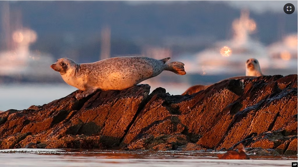 FILE - Harbor seals keep watch from a small island off Portland, Maine, in this July 30, 2020 file photo. (AP Photo/Robert F. Bukaty, file)