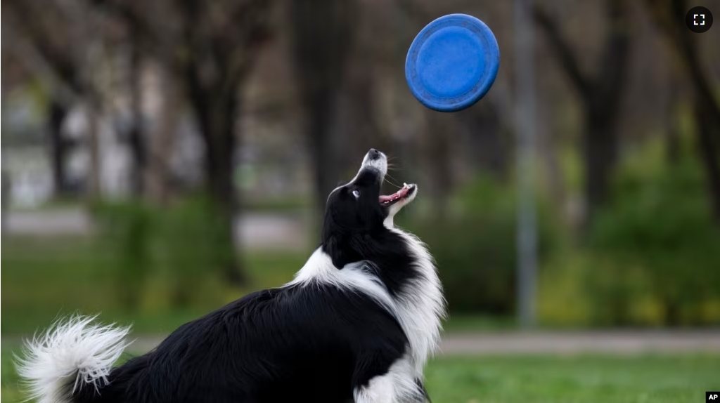 Houdini, a border collie plays with his frisbee at the City Park in Budapest, Hungary, on March 27, 2024. A new study in Hungary has found that dogs can learn to associate words with specific objects beyond being able to learn how to perform commands. (AP Photo/Denes Erdos)