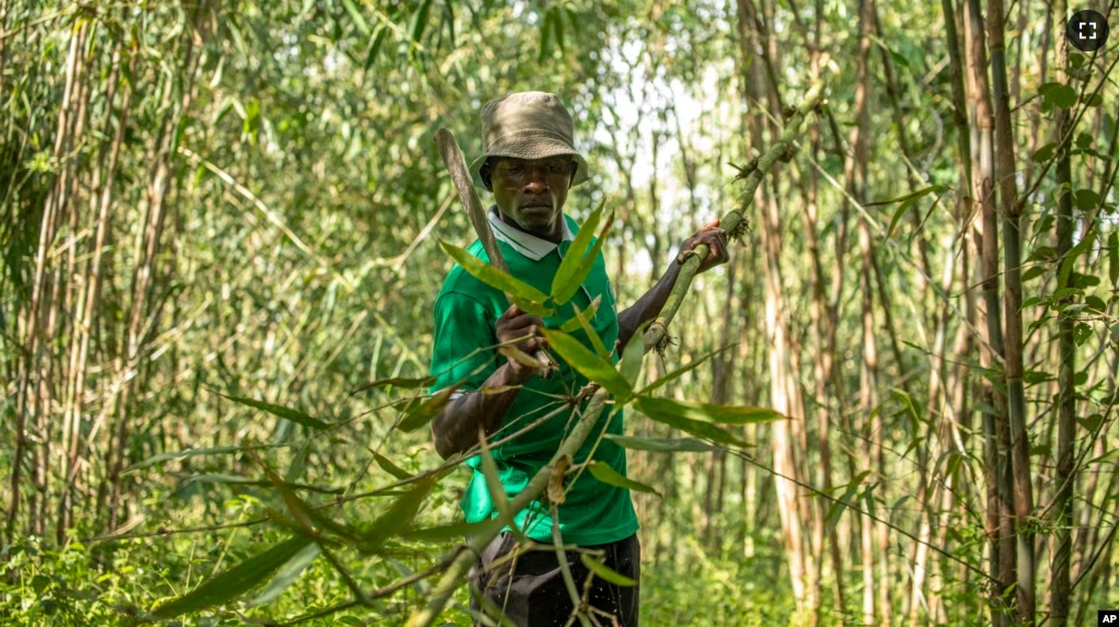 Joseph Katumba, a caretaker at Kitara Farm, works near Mbarara, Uganda, on March 8, 2024. Katumba said the property has become something of a demonstration farm for people who want to learn more about bamboo. (AP Photo/Dipak Moses)