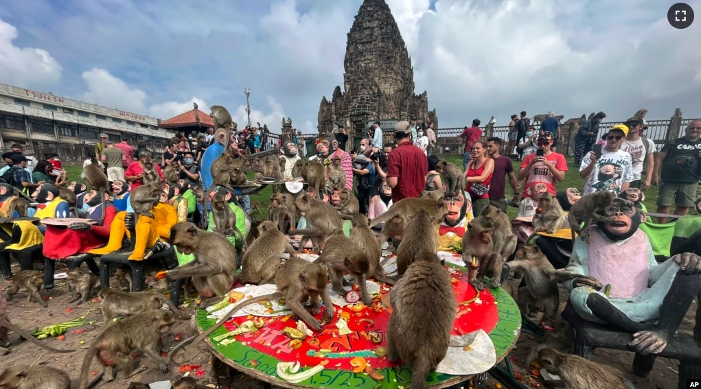 Monkeys eat fruit during monkey feast festival in Lopburi province, Thailand. Sunday, Nov. 27, 2022. (AP Photo/Chalida EKvitthayavechnukul, File)
