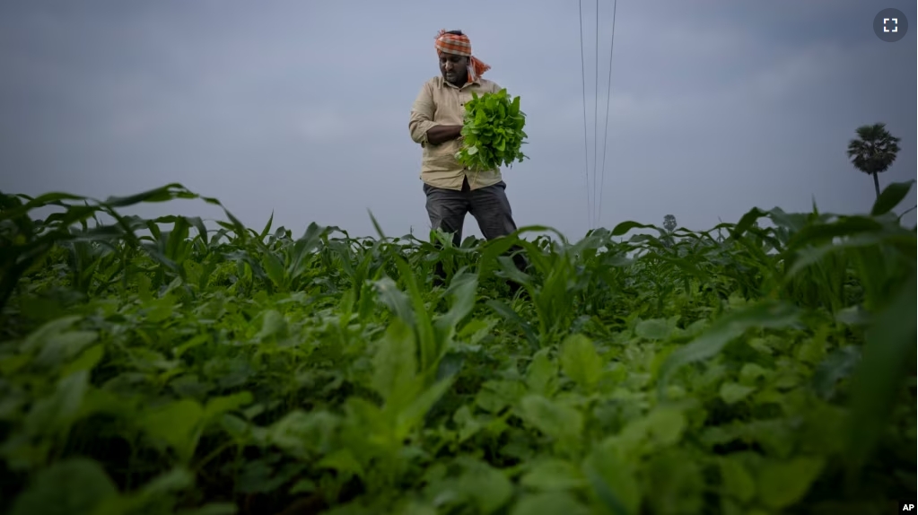 Ratna Raju a farmer who is part of a collective who practice natural farming, harvests spinach at his farm in Pedavuppudu village, Guntur district of southern India's Andhra Pradesh state, Monday, Feb. 12, 2024. (AP Photo/Altaf Qadri)