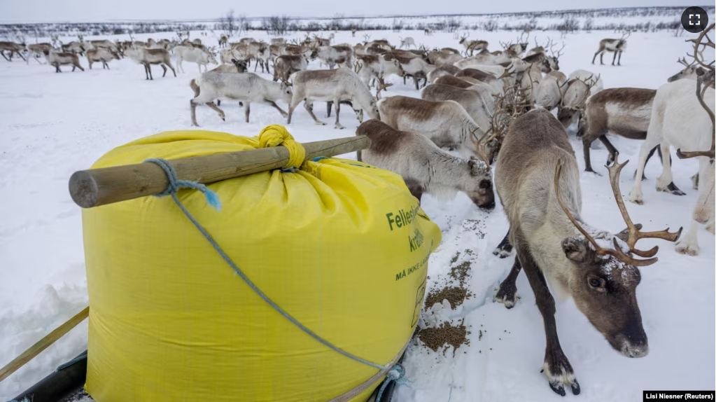 Reindeer that belong to Sami reindeer herder Nils Mathis Sara, 65, eat food pellets next to a bag containing the supplementary feeding for reindeer near Geadgebarjavri, up on the Finnmark plateau, Norway, March 13, 2024. (REUTERS/Lisi Niesner)