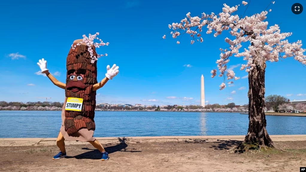 Stumpy the mascot dances near 'Stumpy' the cherry tree at the tidal basin in Washington, Tuesday, March 19, 2024. (AP Photo/Nathan Ellgren)