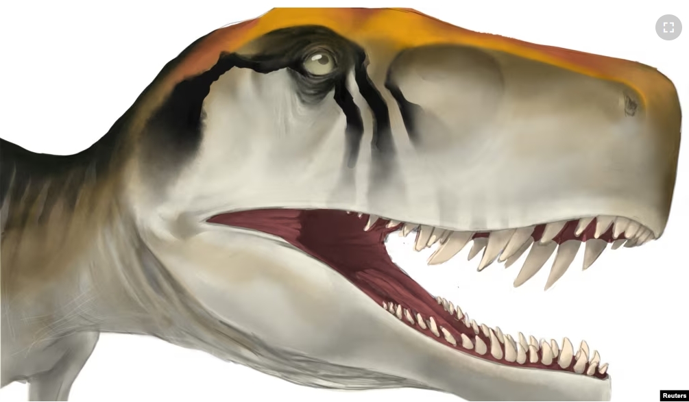 The head of the early dinosaur Herrerasaurus ischigualastensis from Argentina is seen in this illustration obtained by Reuters on April 15, 2024. (Jordan Harris/Handout via REUTERS)