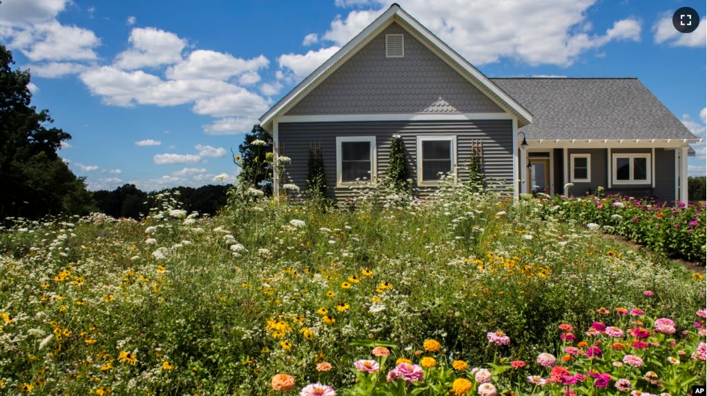 This image taken on April 13, 2023, shows a wildflower meadow growing in front of a home. (American Meadows Inc. via AP)