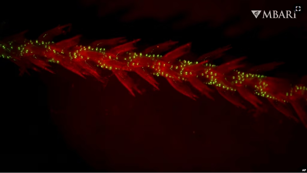 This image provided by the Monterey Bay Aquarium Research Institute in April 2024 shows bioluminescence in the sea whip coral Funiculina sp. observed under red light in a laboratory. (Manabu Bessho-Uehara/MBARI via AP)