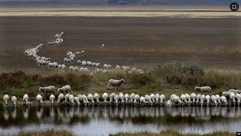 FILE - A flock of sheep drink from a dam at the edge of the dried-up Lake George, about 250 kilometers southwest of Sydney, Australia, on Tuesday, March 3, 2015. (AP Photo/Rob Griffith)