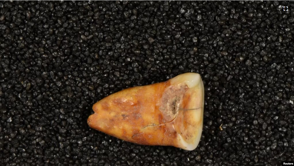 A human tooth discovered at Taforalt Cave in Morocco in an undated photograph. (Heiko Temming/Handout via REUTERS)