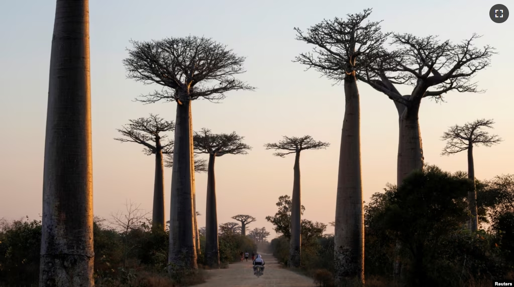 FILE - A motorcycle drives between baobab trees at baobab alley near the city of Morondava, Madagascar, August 30, 2019. (REUTERS/Baz Ratner/File Photo)