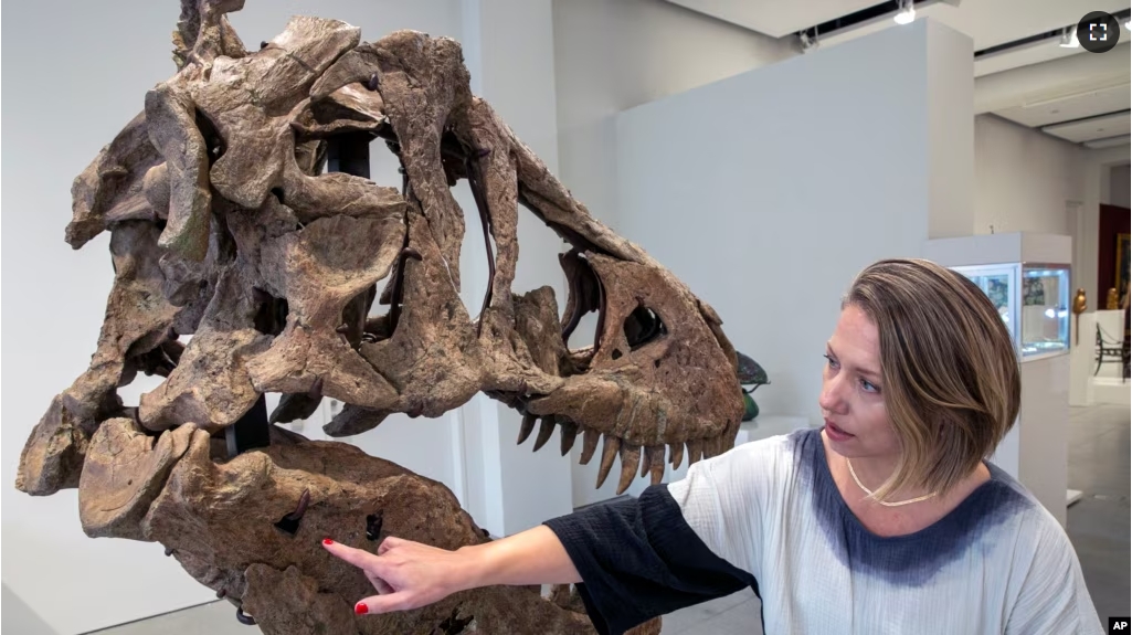 FILE - A representative from the auction house Sotheby's points to a tyrannosaurus skull. Scientists are debating the dinosaur's intelligence. (AP Photo/Ted Shaffrey)