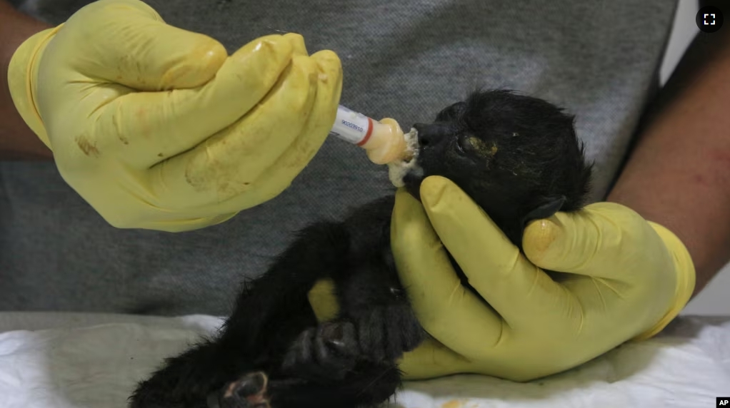 A veterinarian feeds a young howler monkey rescued amid extremely high temperatures in Tecolutilla, Tabasco state, Mexico, Tuesday, May 21, 2024. (AP Photo/Luis Sanchez)