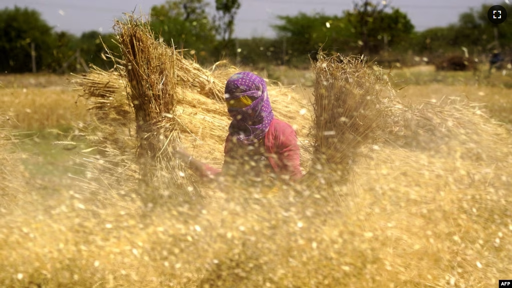 FILE - A woman farmer carries sheaves of harvested wheat crops to thresh, at a village on the outskirts of Ajmer, India, March 31, 2024. (Photo by Himanshu SHARMA / AFP)