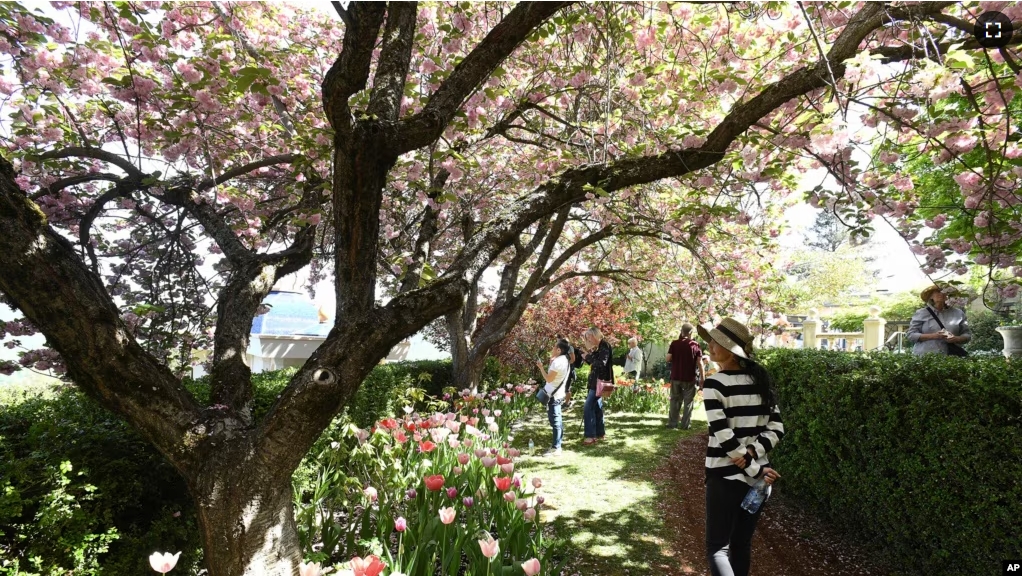 FILE - Cherry blossom, and other flowering trees add to the ambiance at the Crystal Hermitage Gardens at Ananda Village, in Nevada City, Calif., on April 8, 2022. (Elias Funez/The Union via AP, File)