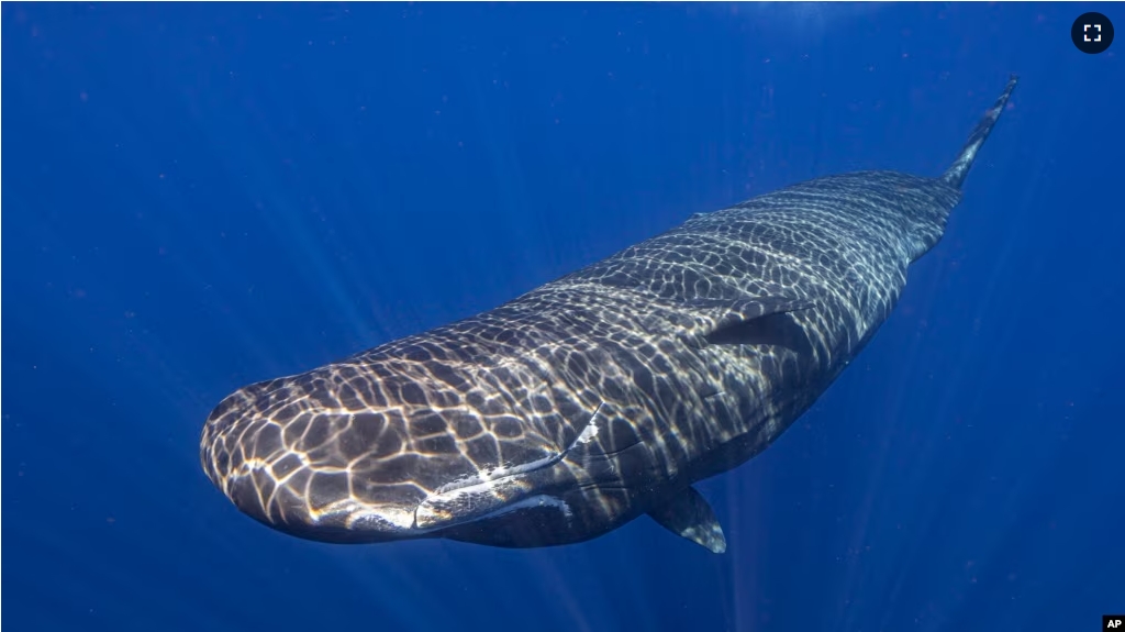 Light shines on a sperm whale swimming off the coast of Dominica in March 2024. (Samuel Lam via AP)