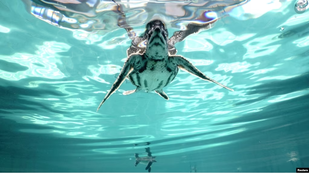 One-month-old baby leatherback turtles swim inside a pond at Phuket Marine Biological Center, in Phuket province, Thailand, April 7, 2024. (REUTERS/Napat Wesshasartar)