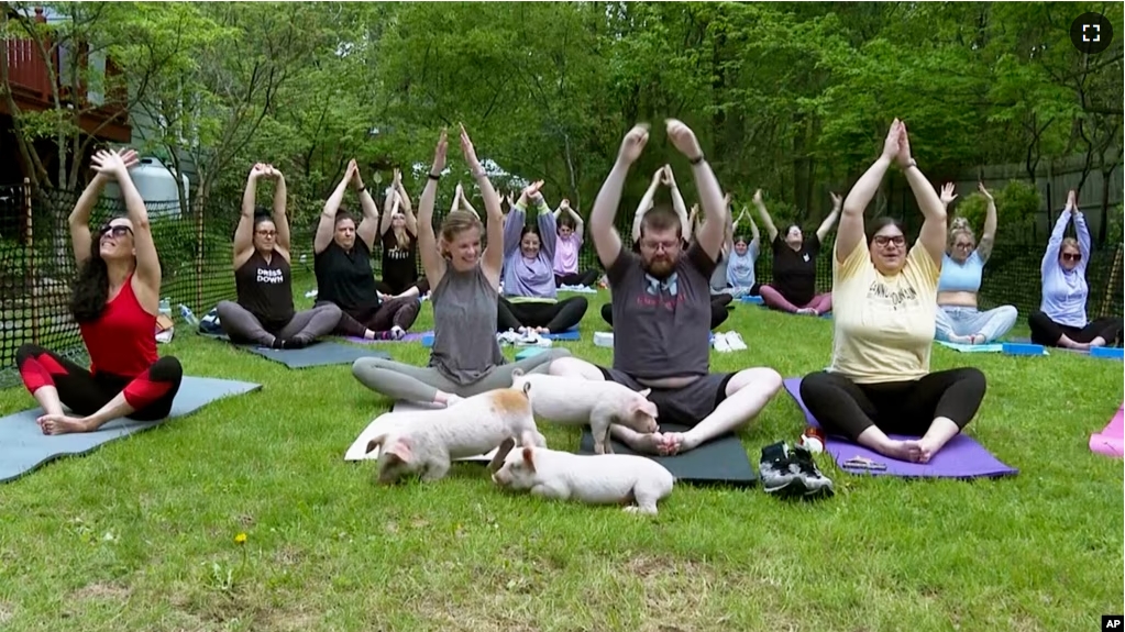 Piglets interact with yoga class participants, Friday, May 17, 2024, in Spencer, Mass. (AP Photo)