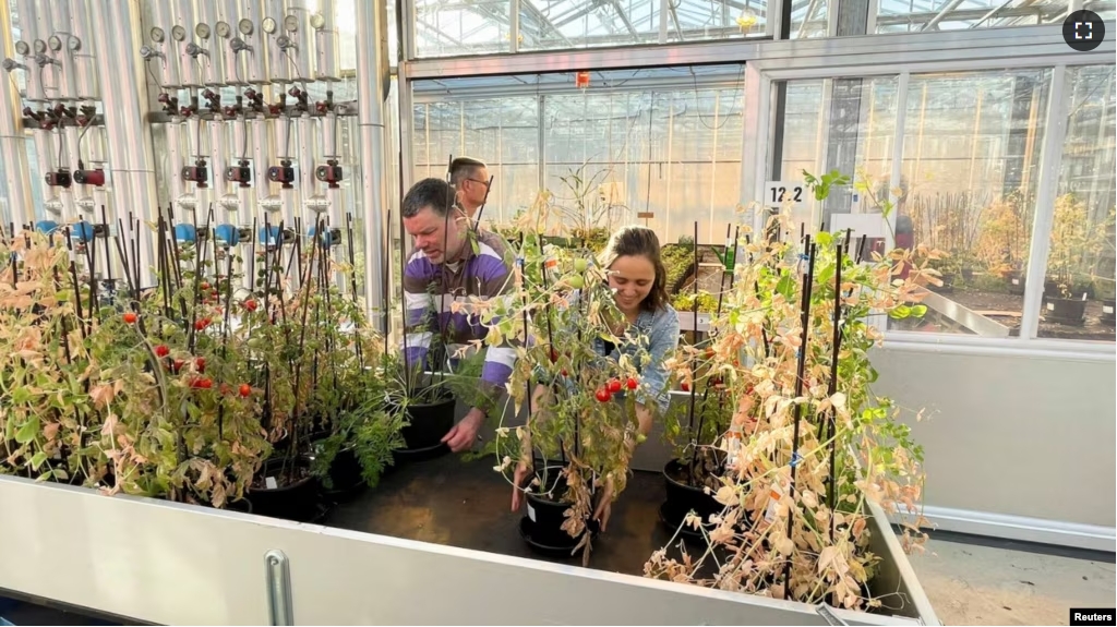 Researchers Wieger Wamelink and Rebeca Goncalves harvest tomatoes, carrots and peas that were grown in Mars regolith simulant. (Rebeca Goncalves/Handout via REUTERS)