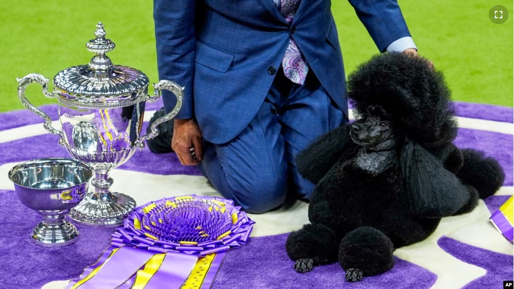 Sage, a miniature poodle, poses for photos after winning best in show at the 148th Westminster Kennel Club dog show Tuesday, May 14, 2024, at the USTA Billie Jean King National Tennis Center in New York. (AP Photo/Julia Nikhinson)