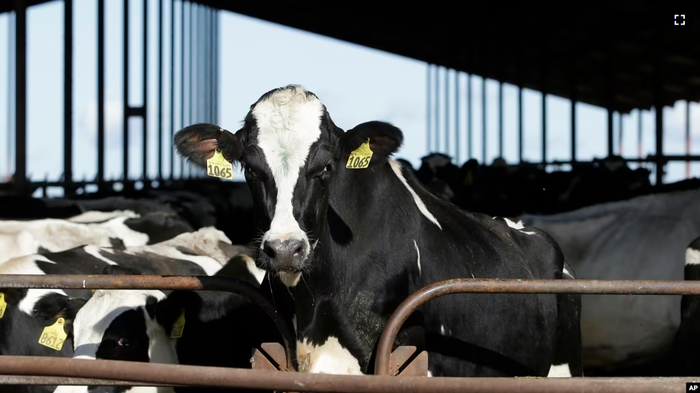 FILE - The U.S. Food and Drug Administration said Tuesday, April 23, 2024, that samples of pasteurized milk had tested positive for remnants of the bird flu virus that has infected dairy cows. (AP Photo/Rich Pedroncelli, File)