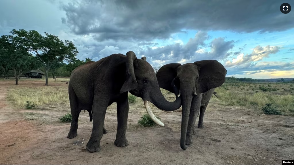 FILE - The male savannah elephant Doma and the female savannah elephant Kariba engage in greeting behavior at Jafuta Reserve in Zimbabwe in this undated handout picture. (Vesta Eleuteri/Handout via REUTERS)