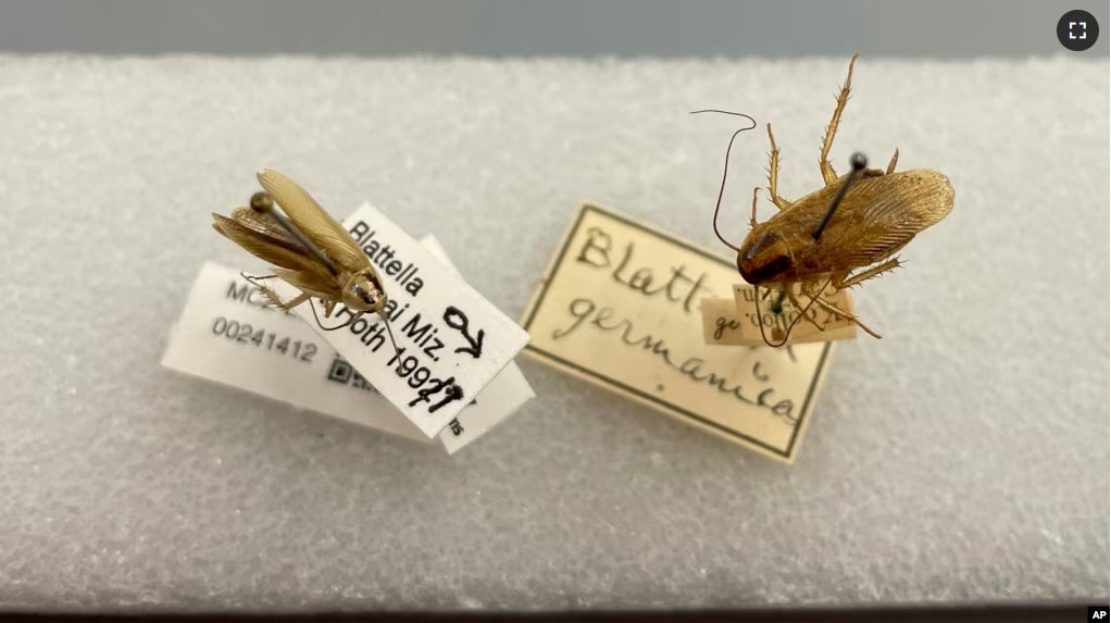 This photo provided by Qian Tang shows a German cockroach and an Asian cockroach, specimens from Harvard Museum of Comparative Zoology, Friday, May 17, 2024, in Cambridge, Mass. (Qian Tang via AP)