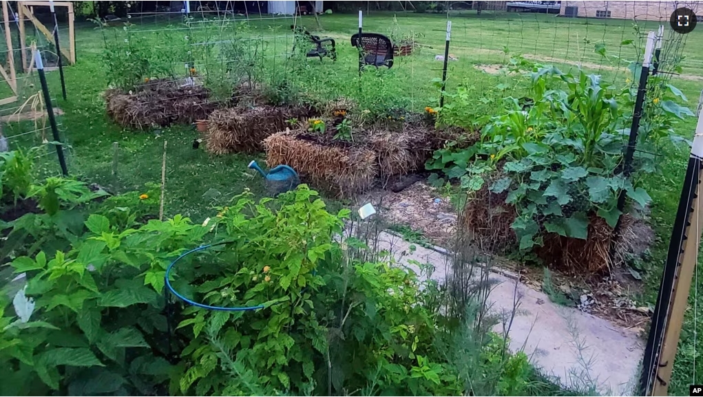 This July 2023 image provided by Adrienne Reeves shows a variety of crops growing in staw bales in a garden in Livonia, Mich. (Adrienne Reeves via AP)