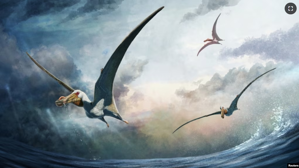 A life reconstruction of the newly identified pterosaur Haliskia peterseni, which lived in what is now Australia about 100 million years ago, is seen in this handout illustration. (Curtin University/Gabriel Ugueto/Handout via REUTERS)