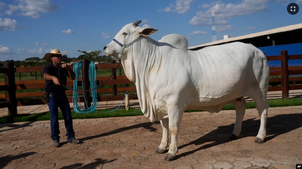 A stockman shows off the Nelore cow known as Viatina-19 at a farm in Uberaba, Minas Gerais state, Brazil, Friday, April 26, 2024. (AP Photo/Silvia Izquierdo)