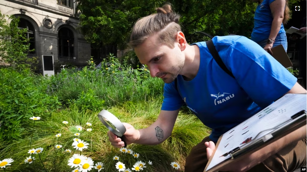 Adrian Hirschmueller of the environment organization Nature And Biodiversity Conservation Union counts beetles in central Berlin, Germany, on May 23, 2024. (AP Photo/Markus Schreiber)