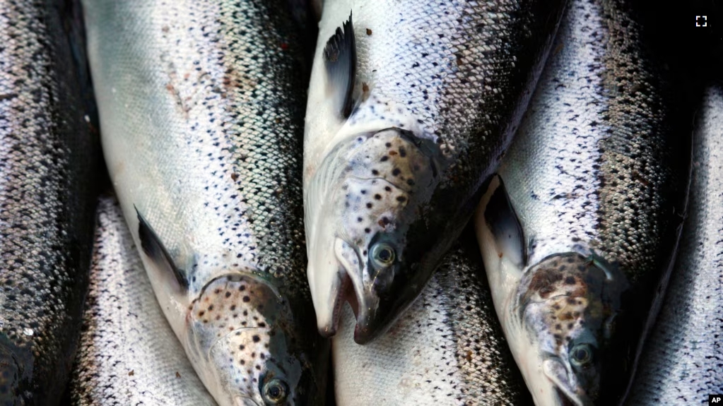 FILE - Farm-raised Atlantic salmon move across a conveyor belt as they are brought aboard a harvesting boat on Oct. 12, 2008, near Eastport, Maine. (AP Photo/Robert F. Bukaty, File)