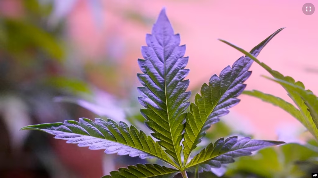 FILE - Marijuana plants are displayed at a shop in San Francisco, on March 20, 2023. (AP Photo/Jeff Chiu, File)