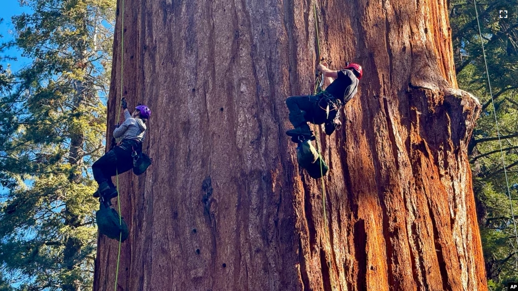 Researchers climb General Sherman, the world's largest tree, in Sequoia National Park, Calif. on Tuesday, May 21, 2024. They inspected the 275-foot tree for evidence of bark beetles, an emerging threat to giant sequoias. (AP Photo/Terry Chea)