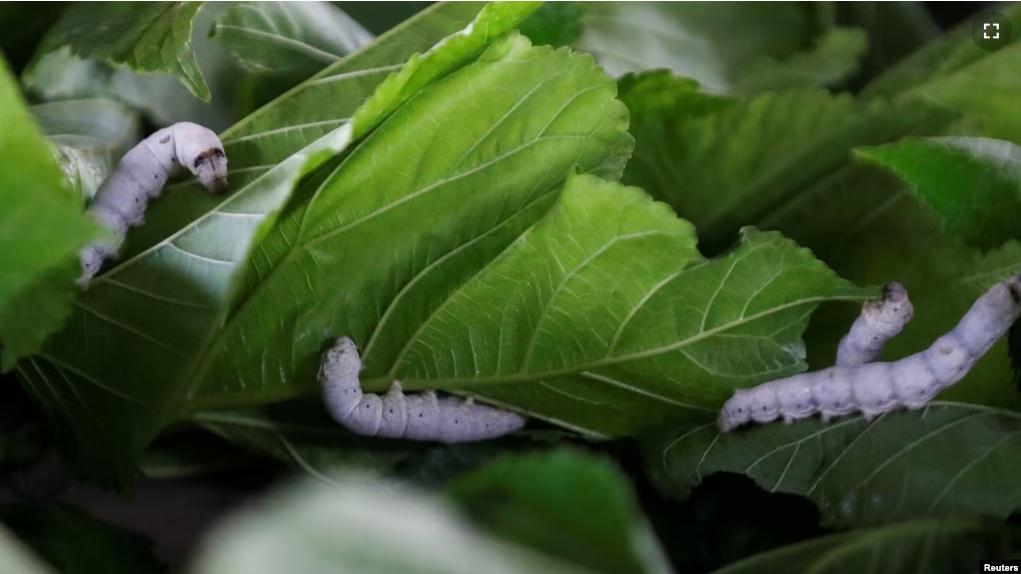 Silkworms eat mulberry leaves at a farm in Matanzas, Cuba, May 16, 2024. (REUTERS/Yander Zamora)