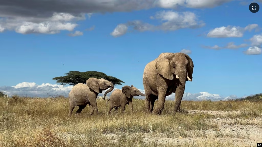 In this undated photo, an African elephant matriarch leads her calf away from danger in northern Kenya. (George Wittemyer via AP)