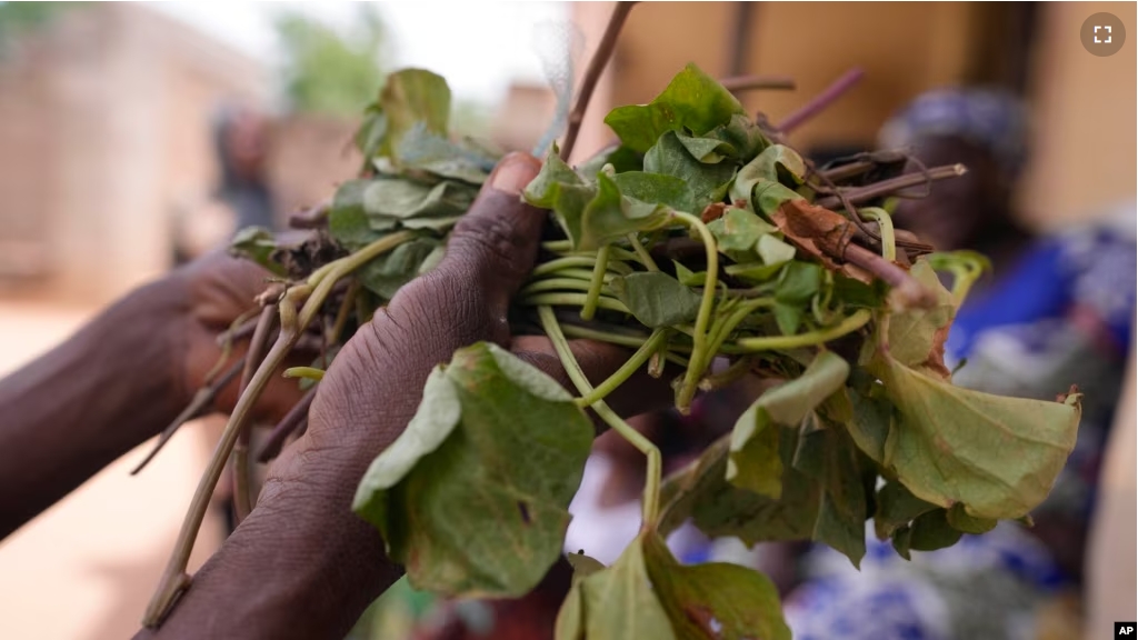 Hauwa Bwami, a 50-year-old widow and mother of five, who nearly lost her grand son to kwashiokor, shows an orange-fleshed sweet potato, leafs in Kaltungo Poshereng Nigeria, Sunday, June 2, 2024. (AP Photo/Sunday Alamba)