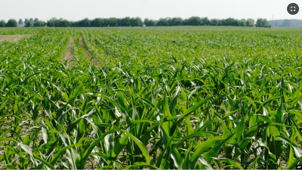 FILE - This June 13, 2007, photo shows corn being grown in a field in London, Ohio. (AP Photo/Kiichiro Sato, file)