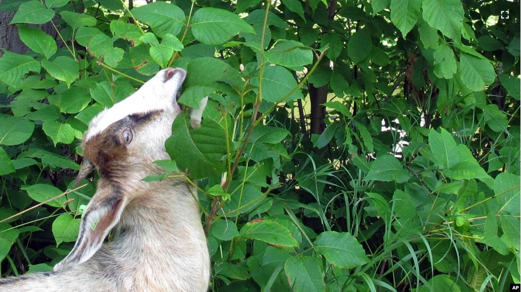 FILE - A goat grazes on poison ivy along a recreational path in the capitol city of Montpelier, Vt., on Wednesday, Aug. 8, 2018. (AP Photo/Lisa Rathke)