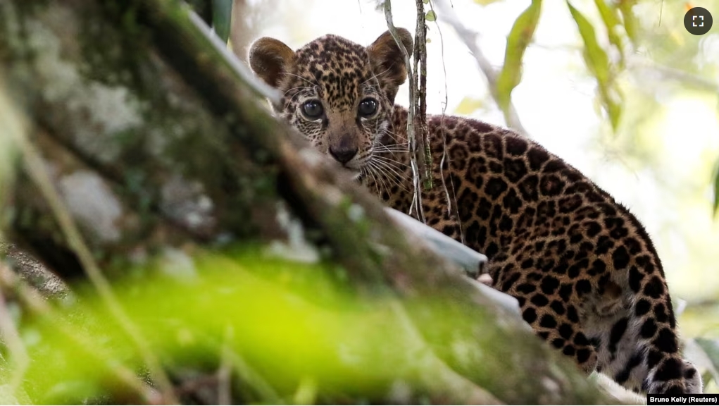 FILE - A jaguar cub stands atop a tree in Uarini, Amazonas state, Brazil, June 5, 2017. (REUTERS/Bruno Kelly/File Photo)