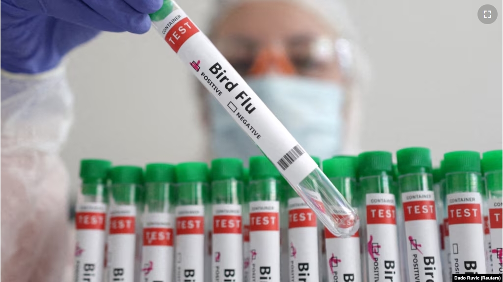 FILE - A person holds a test tube labeled "Bird Flu", in this picture illustration, January 14, 2023. (REUTERS/Dado Ruvic/Illustration/File Photo)