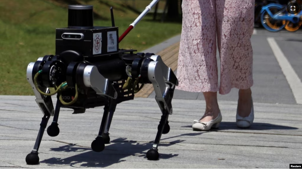 A visually impaired person walks with a six-legged robot "guide dog" during a demonstration of a field test for a Shanghai Jiao Tong University test team, in Shanghai, China June 18, 2024. (REUTERS/Nicoco Chan)