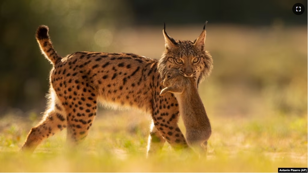 An Iberian lynx has a rabbit in its mouth in the Doñana National Park, in Aznalcazar, Spain, April 5, 2019. (AP Photo/Antonio Pizarro)