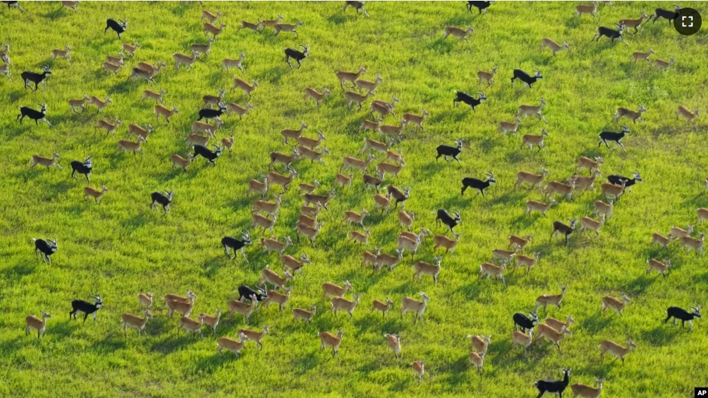 Antelope migrate through national parks and surrounding areas in South Sudan, Tuesday, June 18, 2024. The country's first comprehensive aerial wildlife survey, released Tuesday, June 25, found about 6 million antelope. (AP Photo/Brian Inganga)