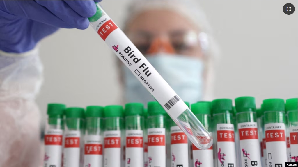 FILE - Illustration shows test tubes labeled "Bird Flu" on January 14, 2023. (REUTERS/Dado Ruvic/Illustration/File Photo)