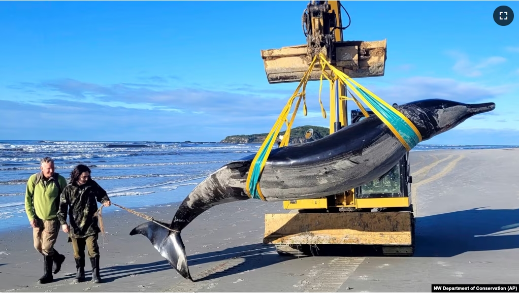 Department of Conservation rangers Jim Fyfe and Tūmai Cassidy walk alongside what is believed to be a rare spade-toothed whale, on July 5, 2024. (Department of Conservation via AP)