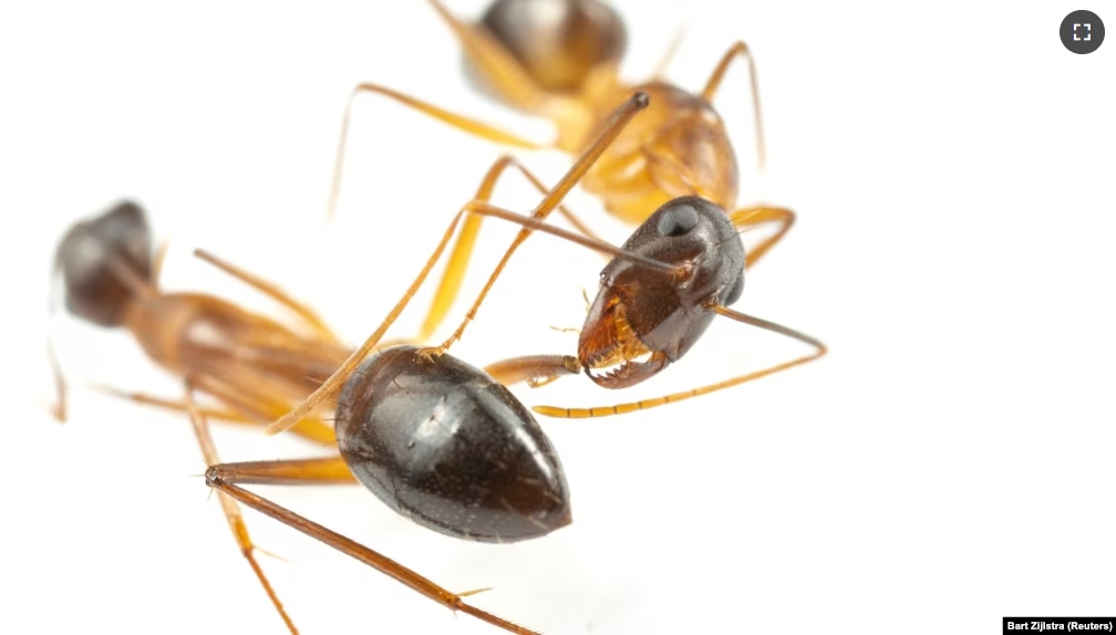 Two carpenter ants are seen in a laboratory at the University of Lausanne. The ant on the right is caring for the leg wound of the other. (Bart Zijlstra/Handout via REUTERS)