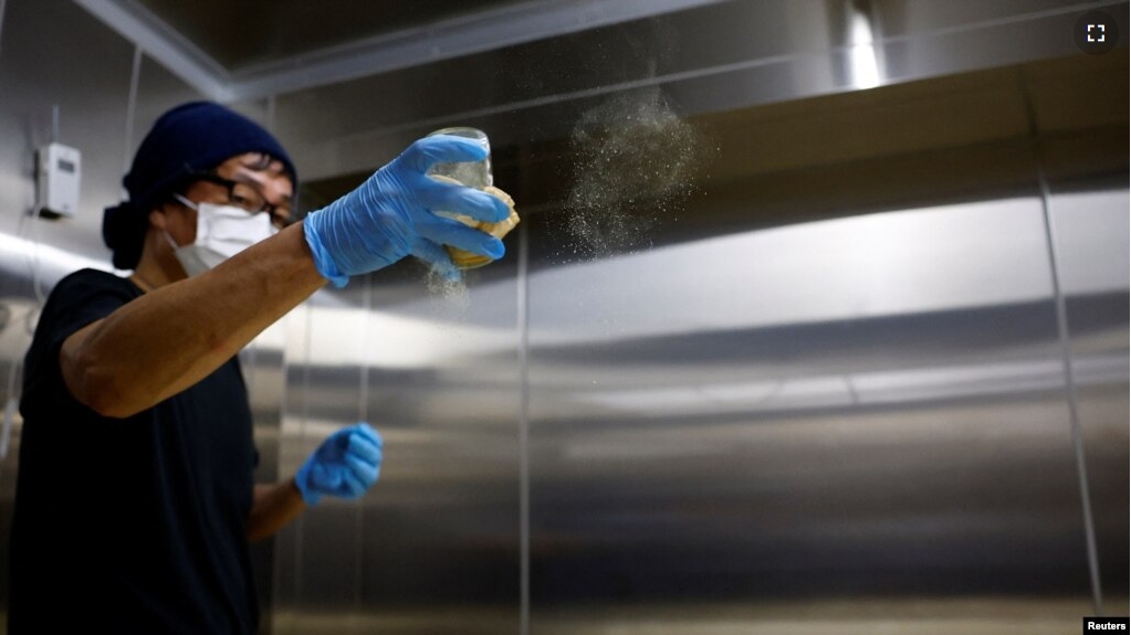 Yoshimi Terasawa, chief brewer at Tokyo Port Brewing, sprinkles the spores of koji fungus over cooled steamed rice as a part of brewing sake, a traditional rice wine, at the brewery in Tokyo, Japan July 9, 2024. (REUTERS/Kim Kyung-Hoon)