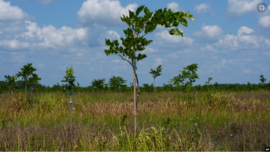 Young pongamia trees grow in a grove in St. Lucie County, Fla., Thursday, June 6, 2024. (AP Photo/Marta Lavandier)