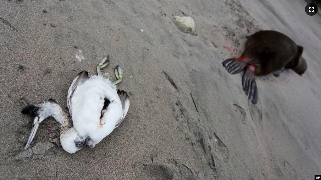 In this file photo, a dead sea bird is shown lying beside a dead sea lion on a beach on the Atlantic coast of the Patagonian province of Río Negro, near Viedma, Argentina, Monday, Aug. 28, 2023. (AP Photo/Juan Macri, File)