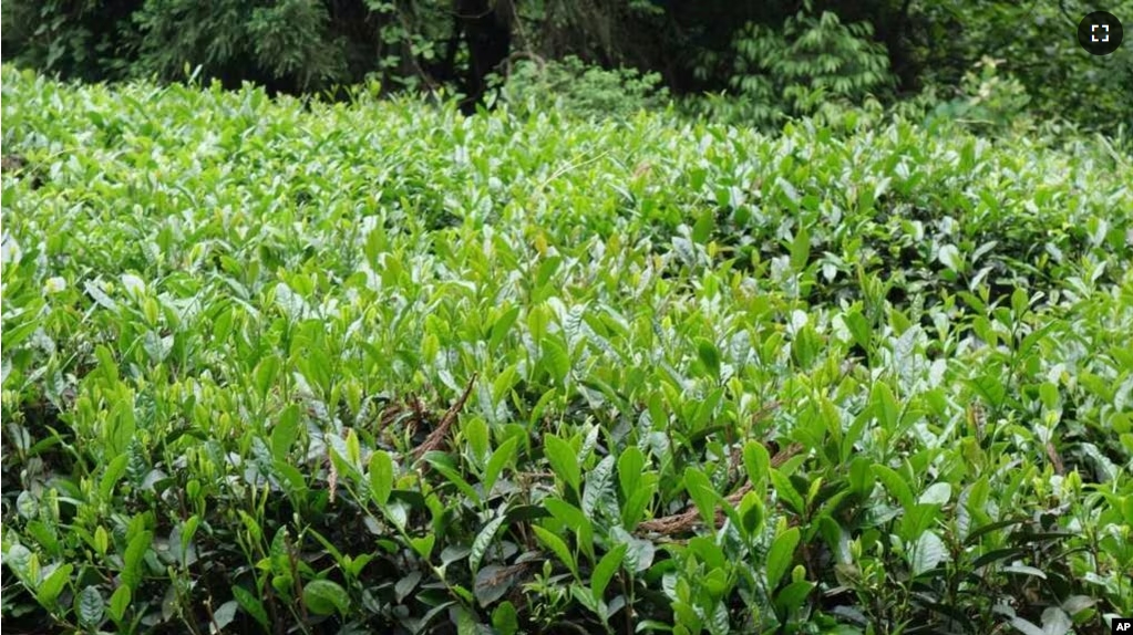 This image provided by the Missouri Botanical Garden shows a hedge of Camellia sinensis plants. The plant's leaves are used to make white, green, black and oolong teas. (Missouri Botanical Garden via AP)